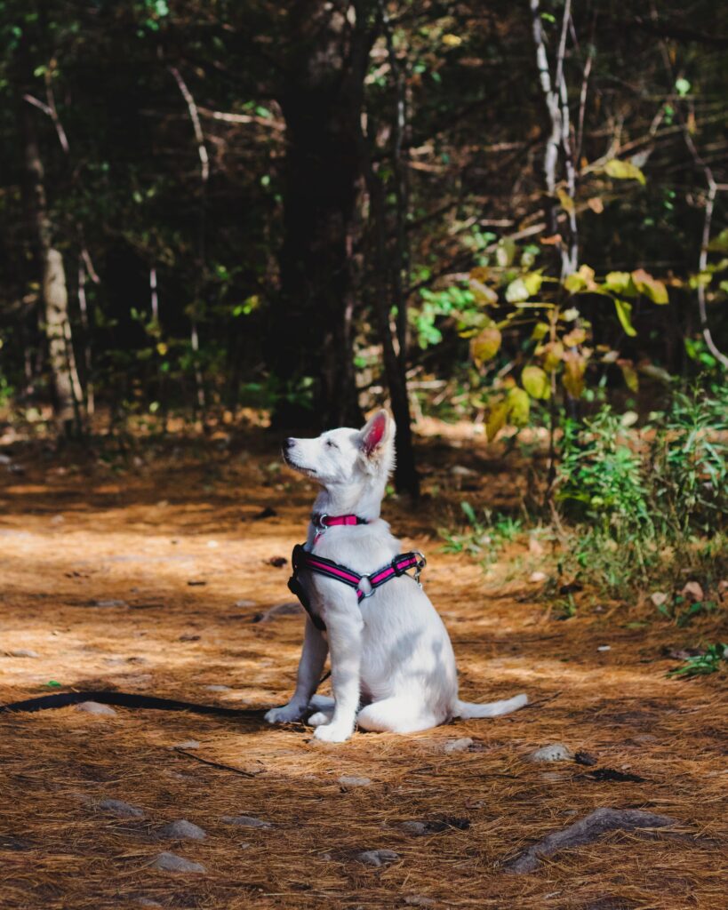 obedience training for dogs