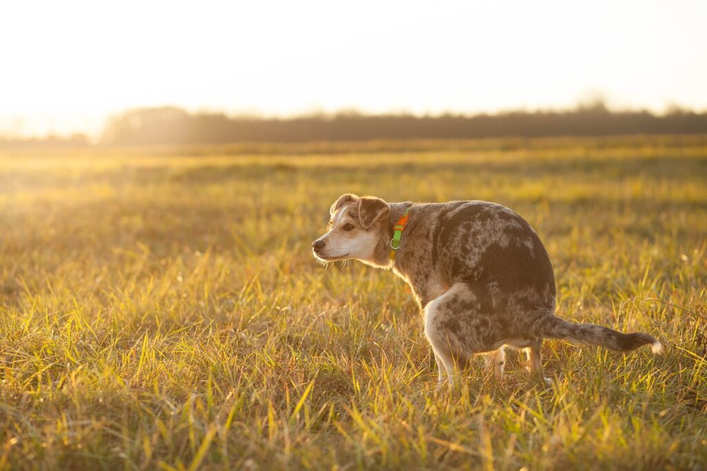 how to potty train your dog