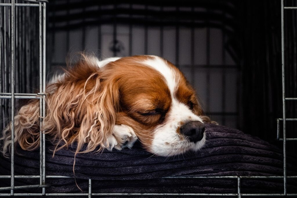 Cocker spaniel crate outlet training